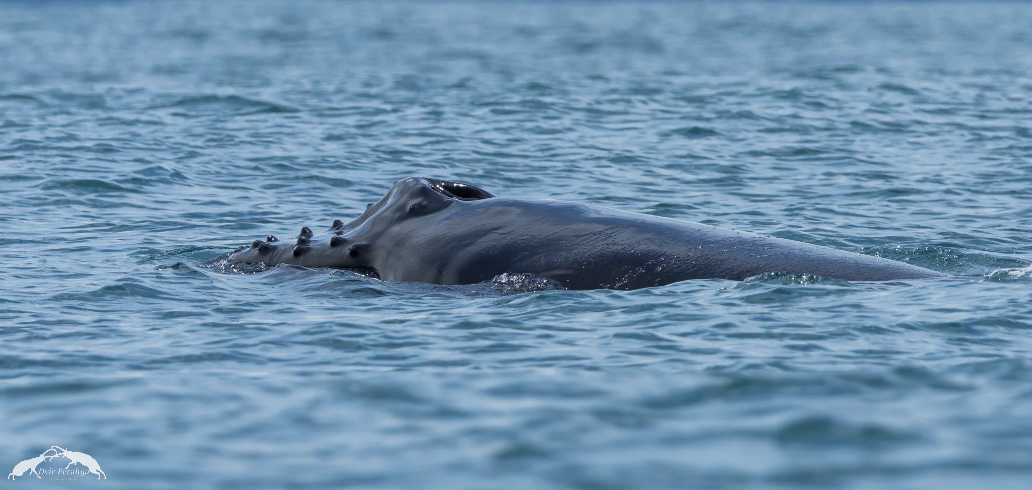 Humpback, Uvita